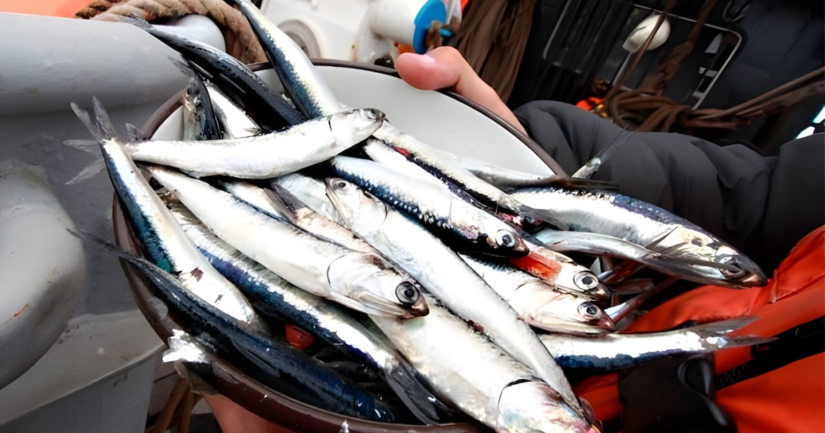 Sector pesquero registra aumento del 34,8% por mayor captura de anchoveta