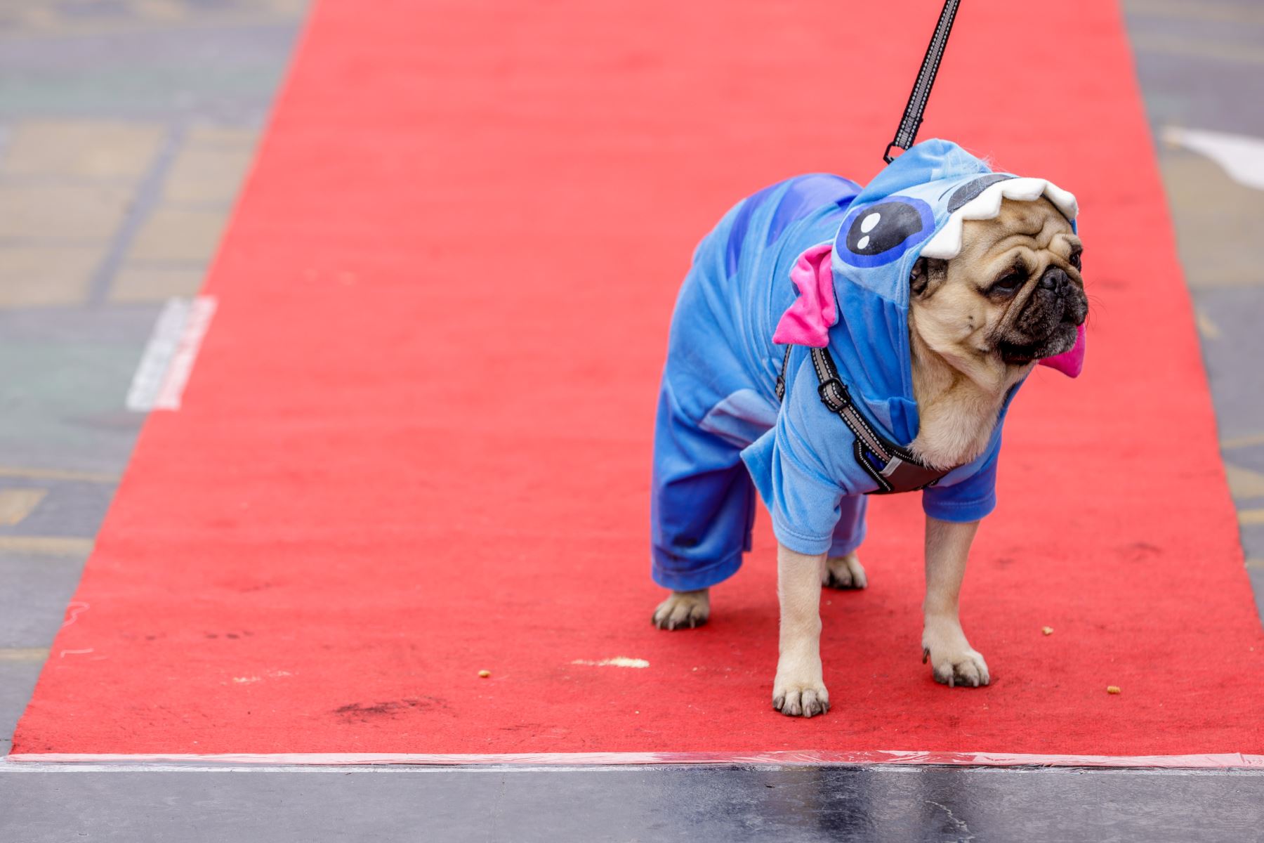 ¡Impactante: La revolucionaria pasarela ‘Patitas con Estilo’ denuncia el abandono de mascotas en Bolivia!