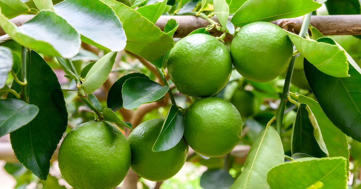 Producción de limón en Tumbes cae 95% por sequía y amenaza mercados