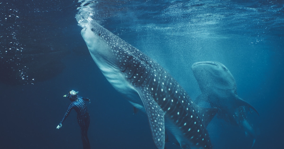 ¡Escándalo en Indonesia! El 77% de los tiburones ballena muestran cicatrices por actividad humana, revelan nuevos estudios