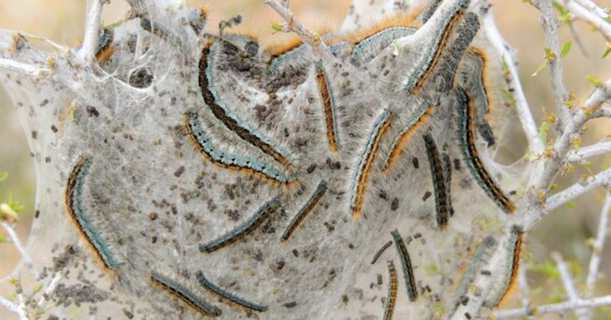 ¡Invasión cíclica en Columbia Británica! Millones de orugas de la polilla de la tienda occidental aparecen y desaparecen en un fenómeno natural que desafía el cambio climático y sorprende a científicos