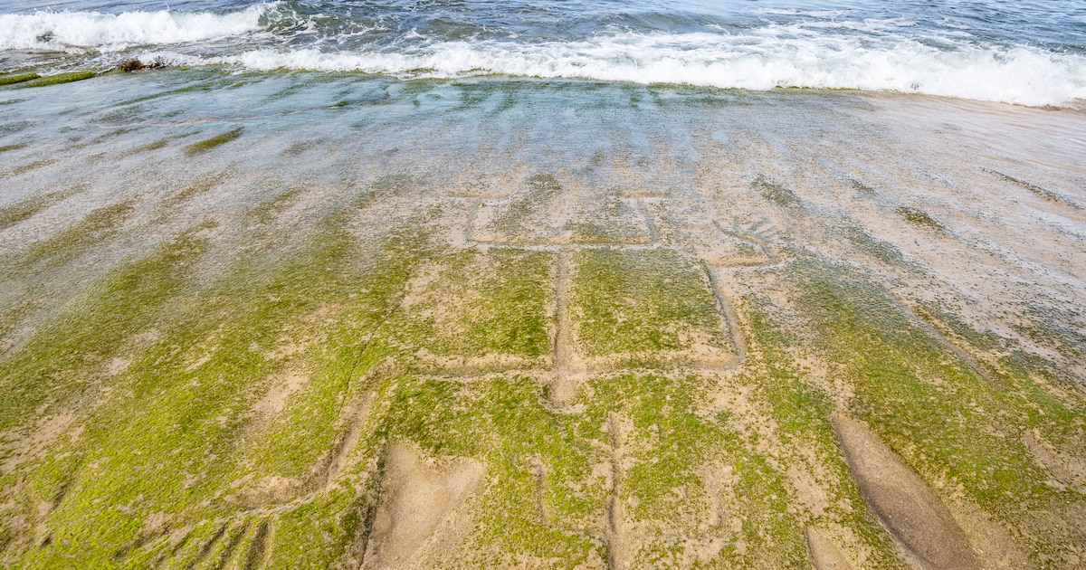 Resurgimiento de petroglifos milenarios en Hawái tras tormentas reaviva advertencias ancestrales sobre el entorno natural