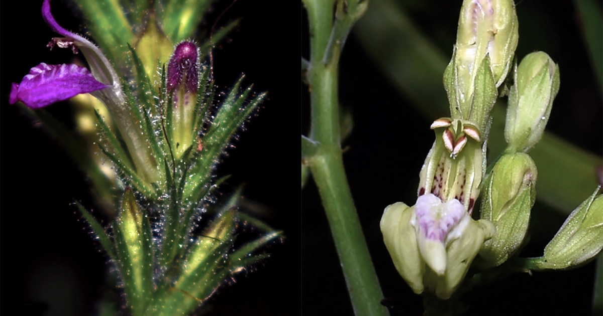 Perú revela 21 nuevas especies y 2 subespecies de Justicia, fortaleciendo su liderazgo en biodiversidad botánica