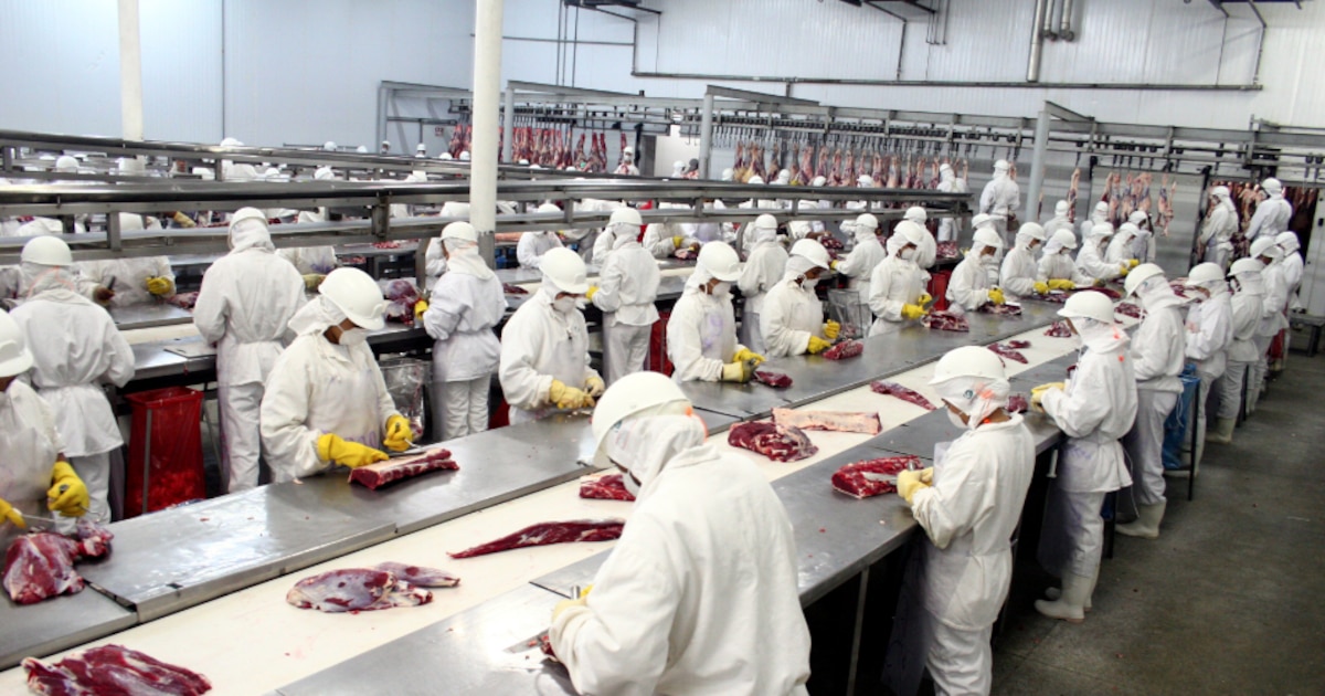 Brasil se convierte en el mayor consumidor mundial de carne de tiburón, alimentando escuelas y hospitales sin conciencia de los riesgos