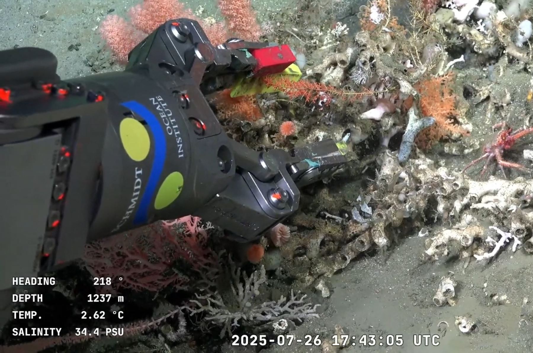Argentina enloquece con la transmisión en vivo del robot submarino que descubre especies marinas inéditas