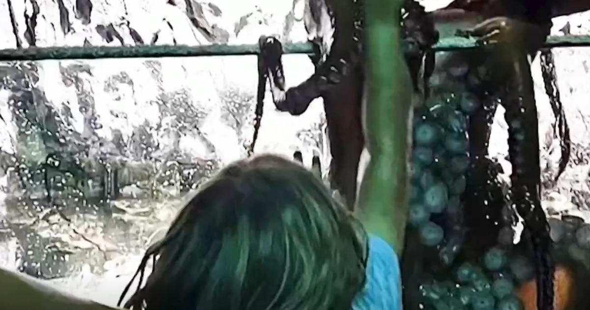 Pulpo gigante del Pacífico causa hematomas en niño de 6 años en acuario de Texas durante interacción con ventosas