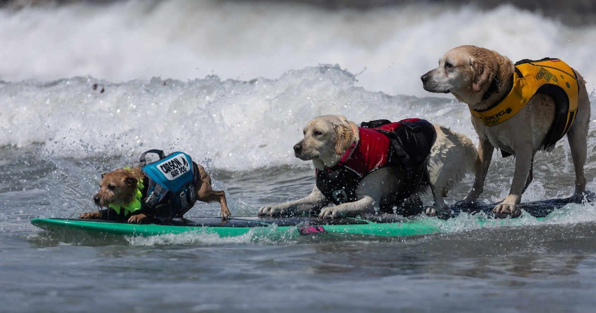 Perros surfistas conquistan Pacifica en el Campeonato Mundial: destreza, diversión y camaradería sobre las olas