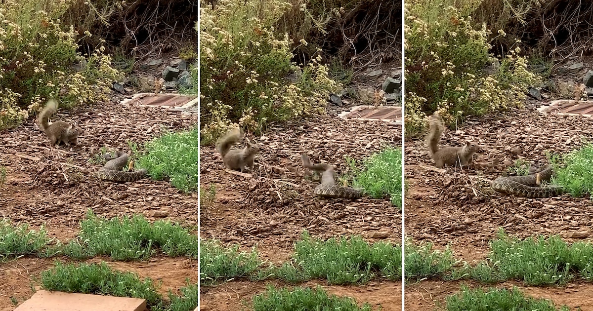Valiente ardilla desafía a serpiente de cascabel en California: estrategia defensiva sorprende en video viral