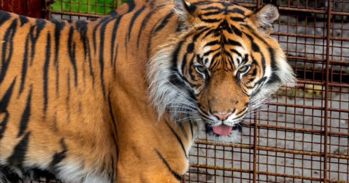 Zoológico de Aalborg enciende la polémica: pide donaciones de mascotas vivas para alimentar a sus depredadores bajo el argumento de “imitar la cadena alimentaria natural”