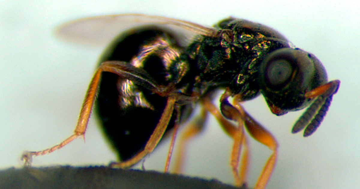 ¡Increíble descubrimiento! La avispa joya puede ralentizar su envejecimiento mediante una pausa en su etapa larval