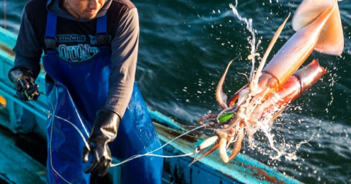 Pescadores peruanos usan tecnología satelital para proteger su calamar gigante de la competencia china