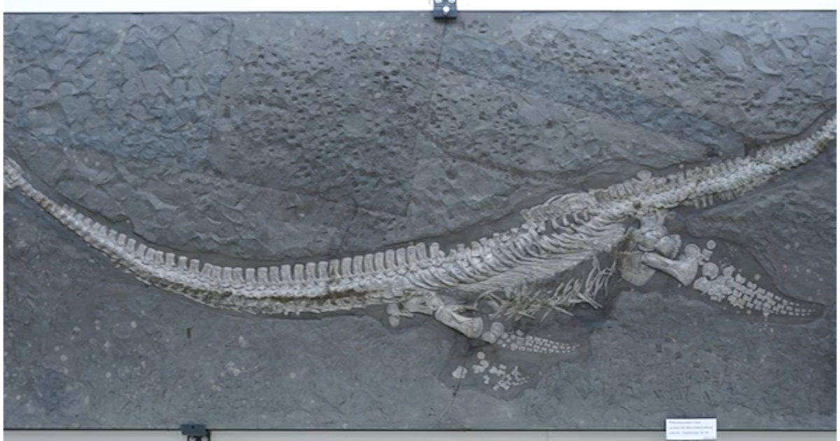 Descubren en Alemania una nueva especie de reptil marino de 183 millones de años: Plesionectes longicollum amplía la biodiversidad del Jurásico