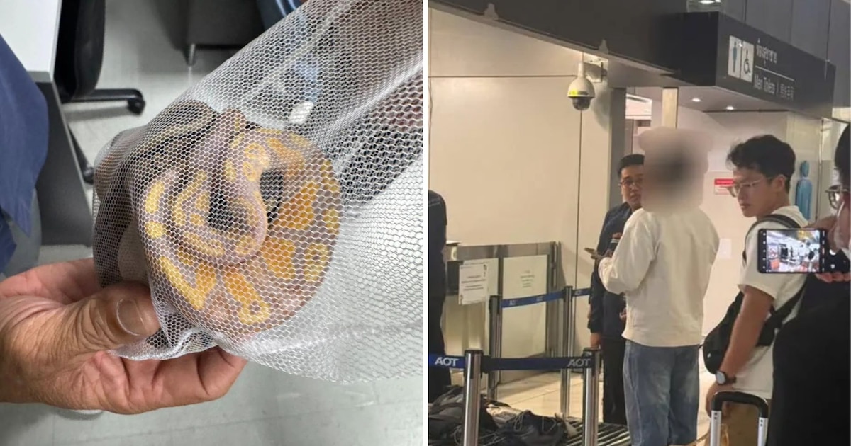 Detienen en Bangkok a ciudadano de Sri Lanka por intentar contrabandear tres pitones ocultas en la ropa interior en operativo contra tráfico de especies protegidas