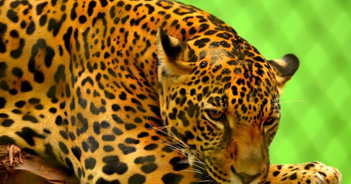 Descubre los 10 animales únicos en Perú que parecen de un mundo de fantasía