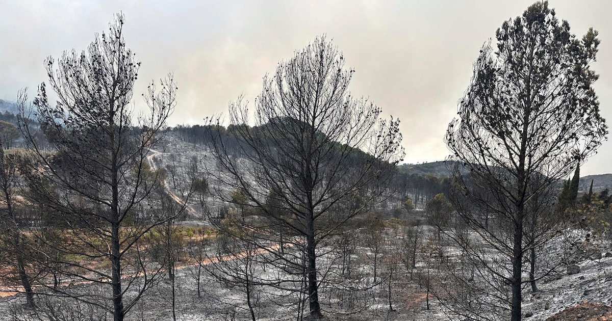 Francia enfrenta el mayor incendio forestal en décadas: ya arrasó 160 km² y continúa sin control