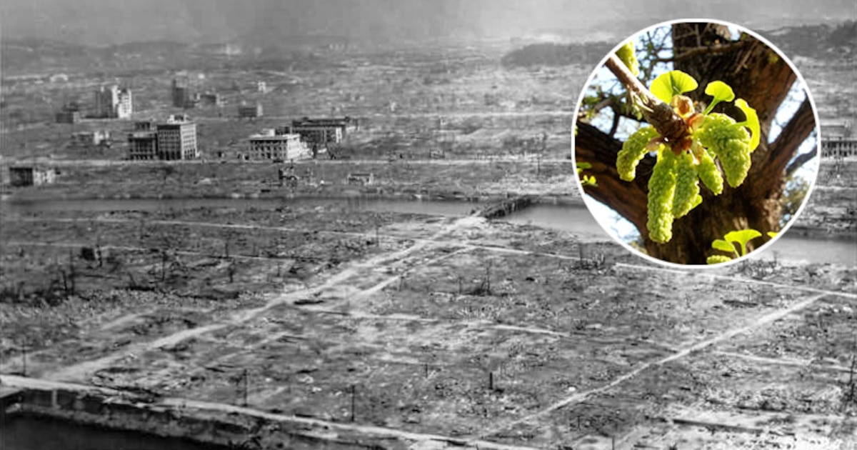 Hiroshima y Nagasaki: Ochenta años del devastador legado de los bombardeos nucleares y la historia de los «Hibakusha
