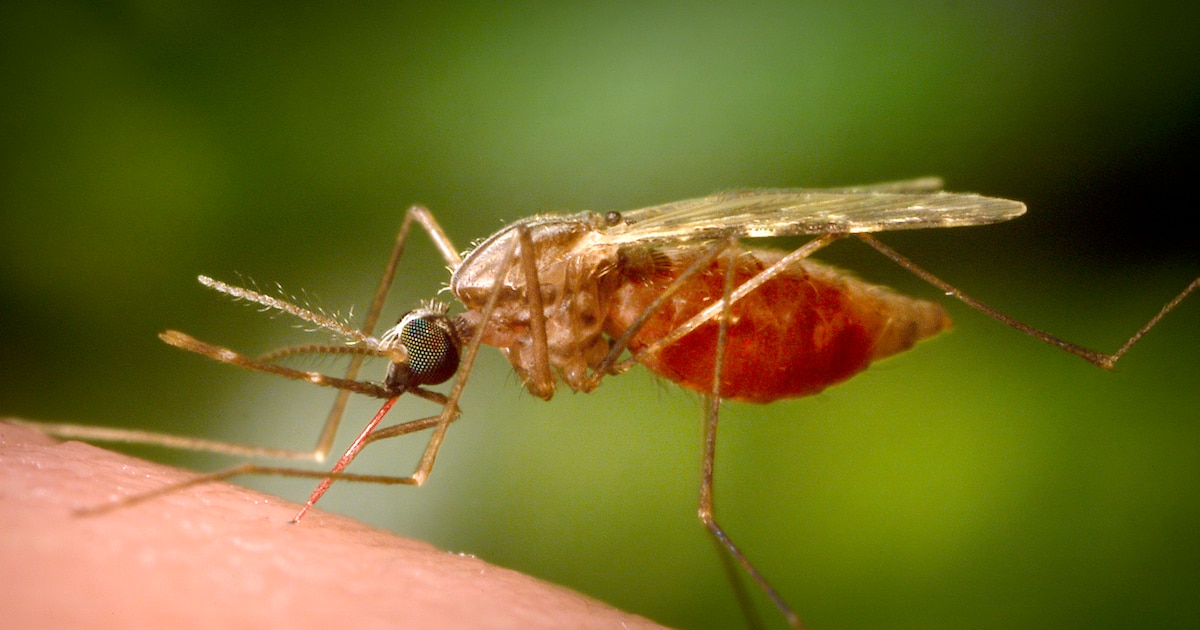 Alarma mundial por brote de chikungunya en China: más de 7.000 infectados y medidas de contención intensificadas