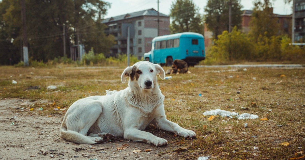 Descubren en Chernóbil una población de perros con genética única tras 38 años de supervivencia en zona nuclear