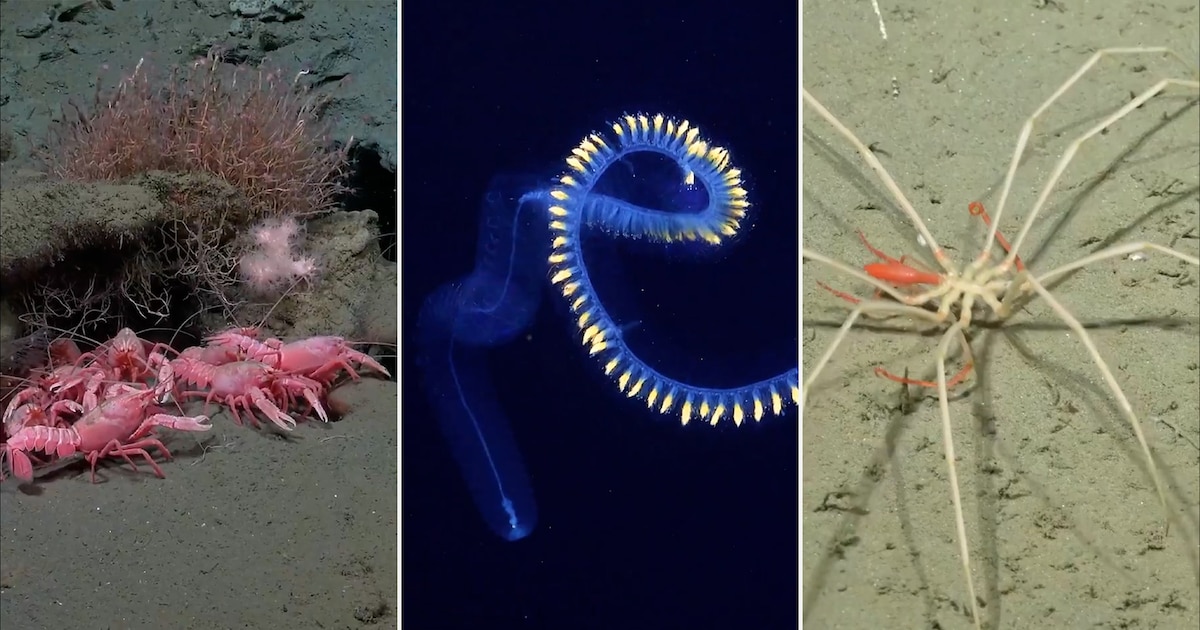 Expedición en aguas argentinas revela ecosistemas marinos únicos; científicos descubren especies inéditas y transmiten en vivo hasta el 10 de agosto