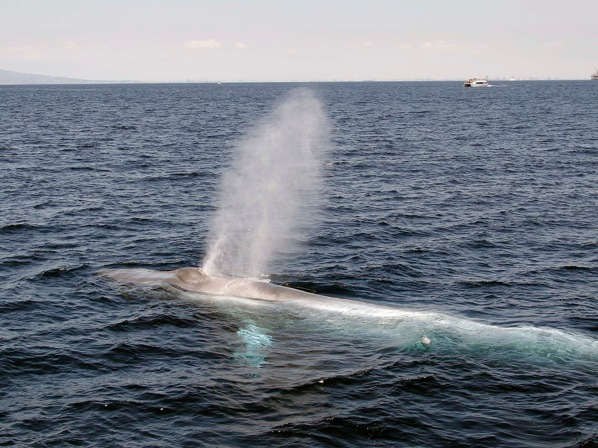 Científicos detectan silencio en las canciones de ballenas azules: alerta sobre cambios profundos en la vida oceánica