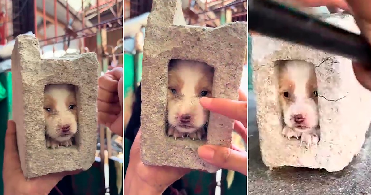 ¡Perro atrapado dentro de ladrillo se vuelve viral tras impactante rescate con martillo en las redes sociales!