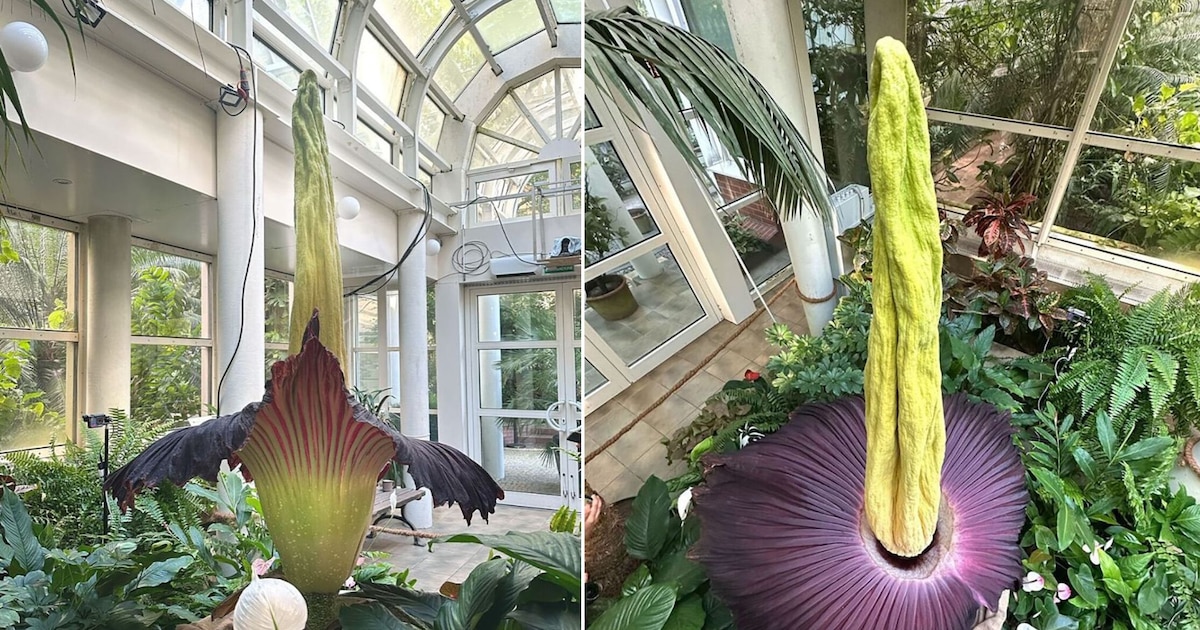 El Jardín Botánico de Varsovia cautiva al mundo con la floración de la Titan arum y su inusual olor a carne en descomposición
