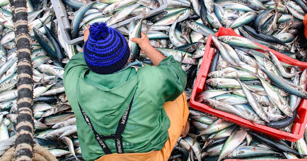 Alerta en Perú por incremento de la pesca ilegal: riesgo de alcanzar la magnitud de la minería ilícita sin intervención inmediata