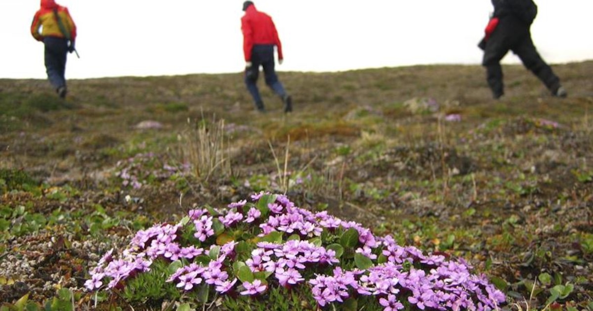 Descubren flores en pleno invierno en Svalbard: el Ártico enfrenta un deshielo sin precedentes y acelerado
