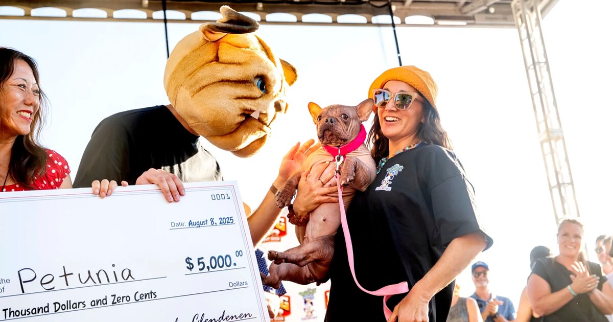 Petunia, la perra rescatada de Las Vegas, gana el «Perro Más Feo del Mundo» y 5,000 dólares, simbolizando segundas oportunidades y resiliencia