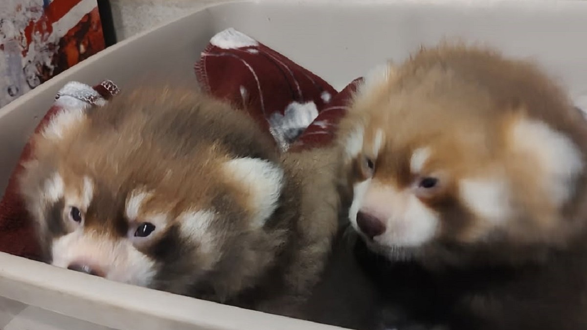 ¡Nuevas crías de panda rojo en ZooMontana: adorables cachorros nacen y esperan ser vistos por el público en tres meses!