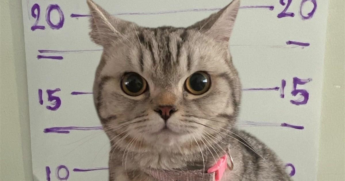 ¡Gata arrestada por agresión a policías en Tailandia se vuelve viral en redes sociales!