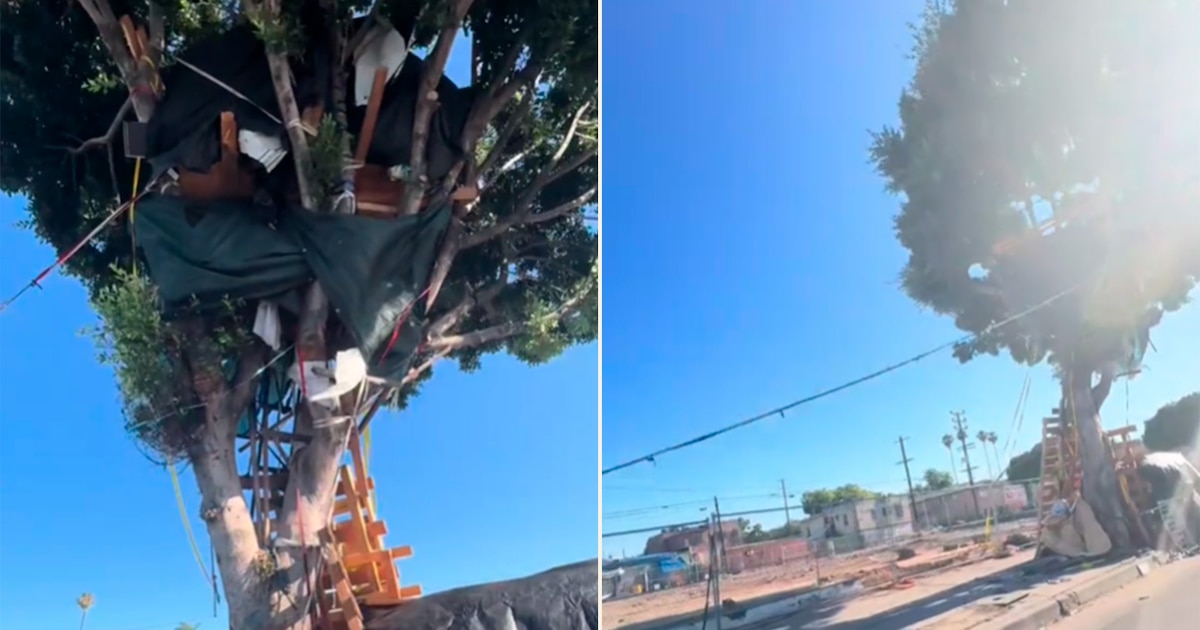 Alma sin techo erige imponente vivienda de tres pisos en árbol de Los Ángeles y conquista TikTok