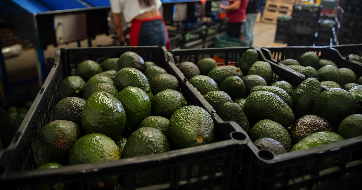 Gobierno de México y Michoacán buscan formalizar laboralmente a productores y empacadoras de aguacate ante desafíos de estacionalidad y alta rotación