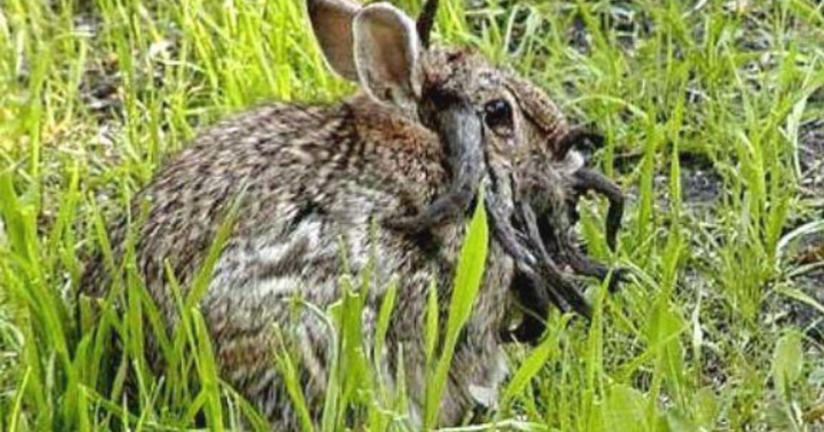 Descubren el virus responsable del extraño fenómeno de conejos con tentáculos en Estados Unidos