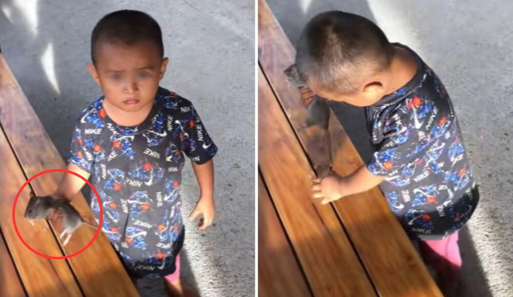 Niño sorprende en redes al jugar con una rata: “Por fin un pequeño sin celular”