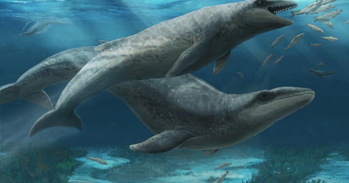 Descubrimiento en Costa Surf de Victoria revela fósil de ballena ancestral con ojos grandes y dientes afilados, abre nueva visión sobre la evolución marina en el Oligoceno