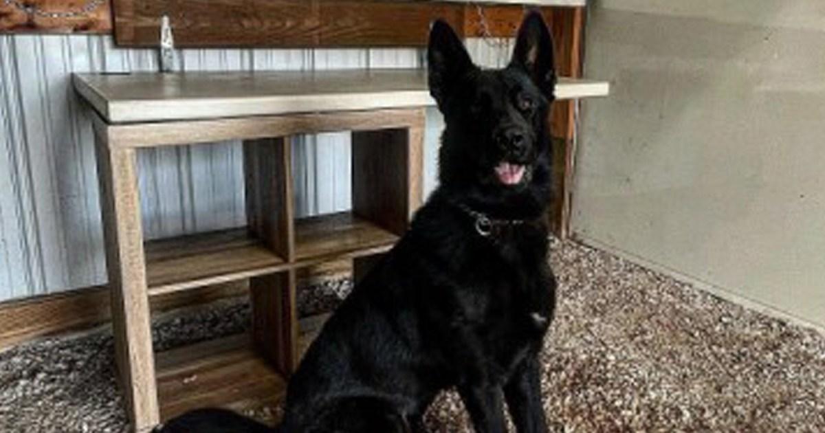 Tragedia en Colorado: perro policía retirado asesina a una niña de 3 años en su propia casa