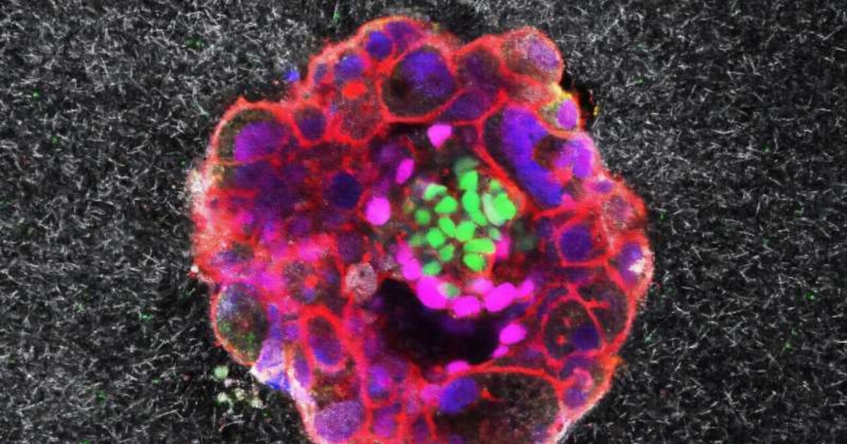 Científicos registran por primera vez en 3D y en tiempo real la implantación de un embrión humano, un avance revolucionario en fertilidad y reproducción asistida
