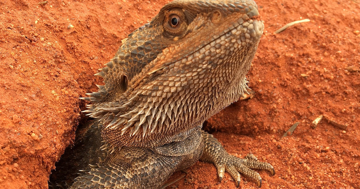 ¡Increíble descubrimiento! El dragón barbudo puede cambiar de sexo según la temperatura de incubación de sus huevos