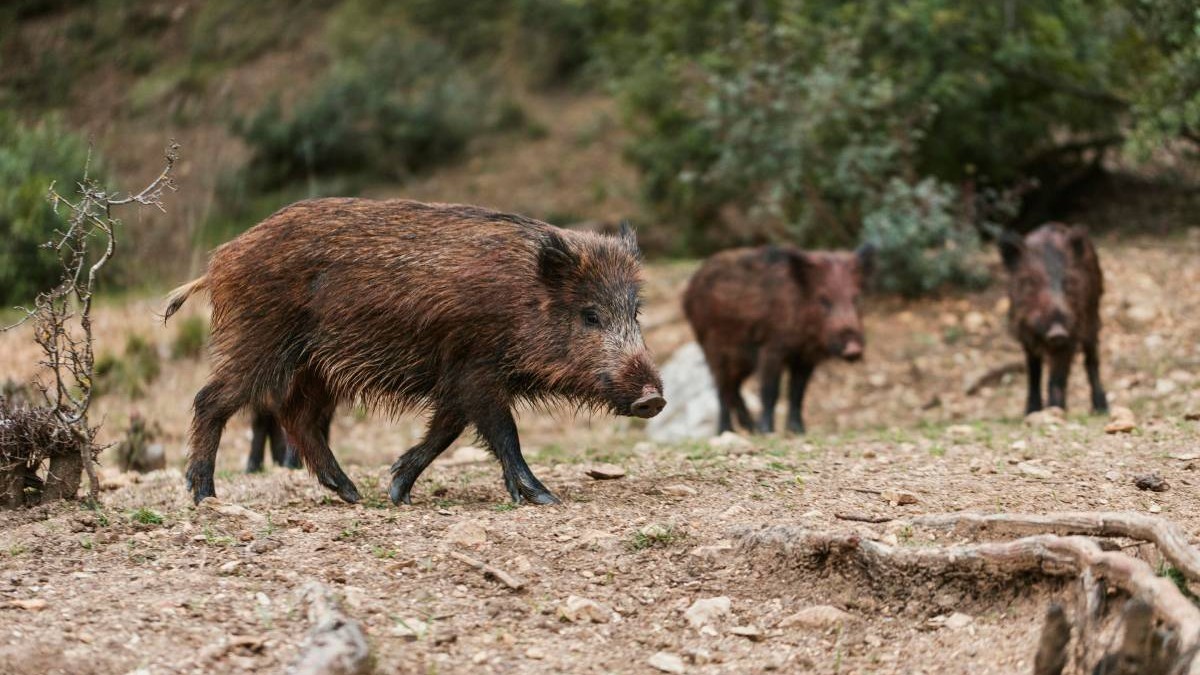 Descubrimiento en California: carne de cerdos salvajes con tonalidad azul neón por uso de veneno anticoagulante en control de plagas