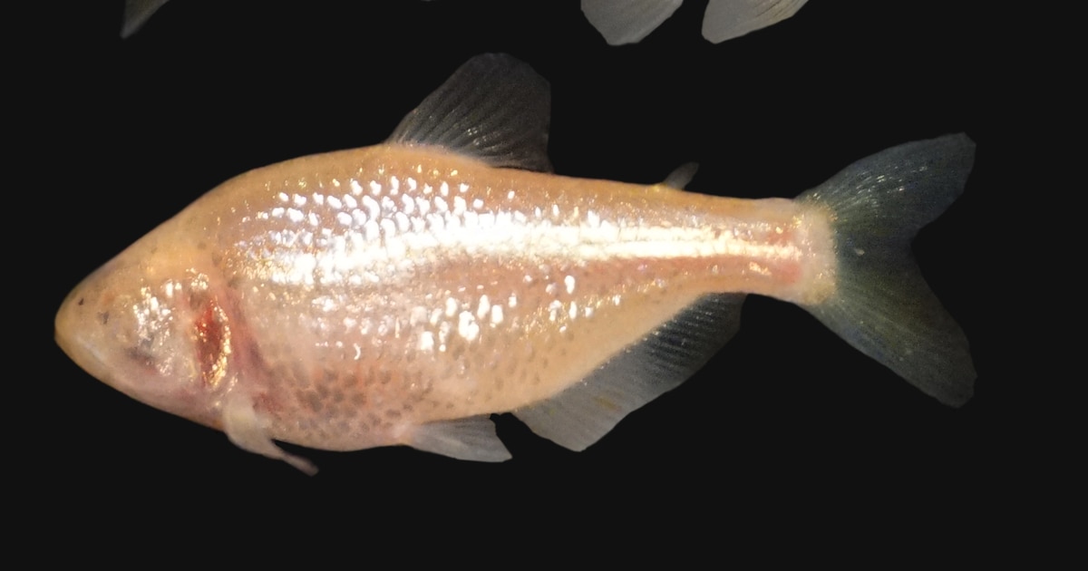 Descubren en México tetras cavernícolas sin ojos: una fascinante adaptación evolutiva con potencial impacto en tratamientos para la obesidad y la diabetes