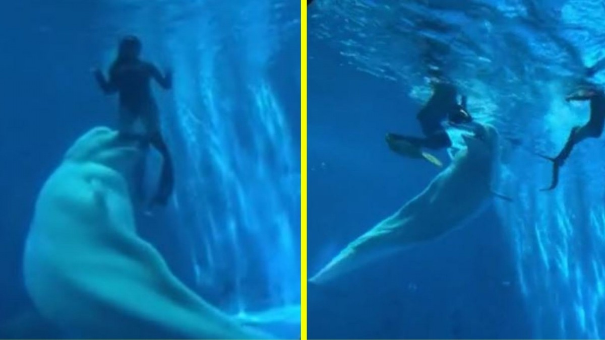 Ataque en el acuario: ballena beluga intenta morder a buzos y causa pánico en parque de China