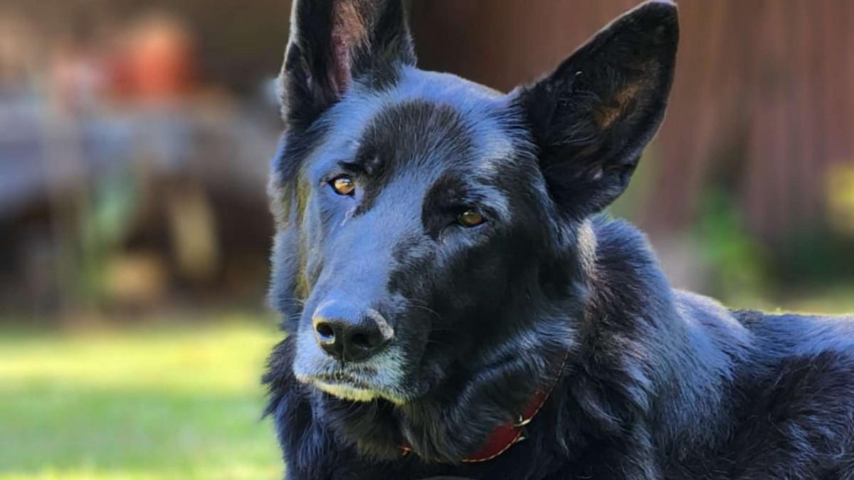 ¿Los perros entienden tus emociones? Científicos revelan cómo detectan tristeza, enojo y estrés en sus dueños