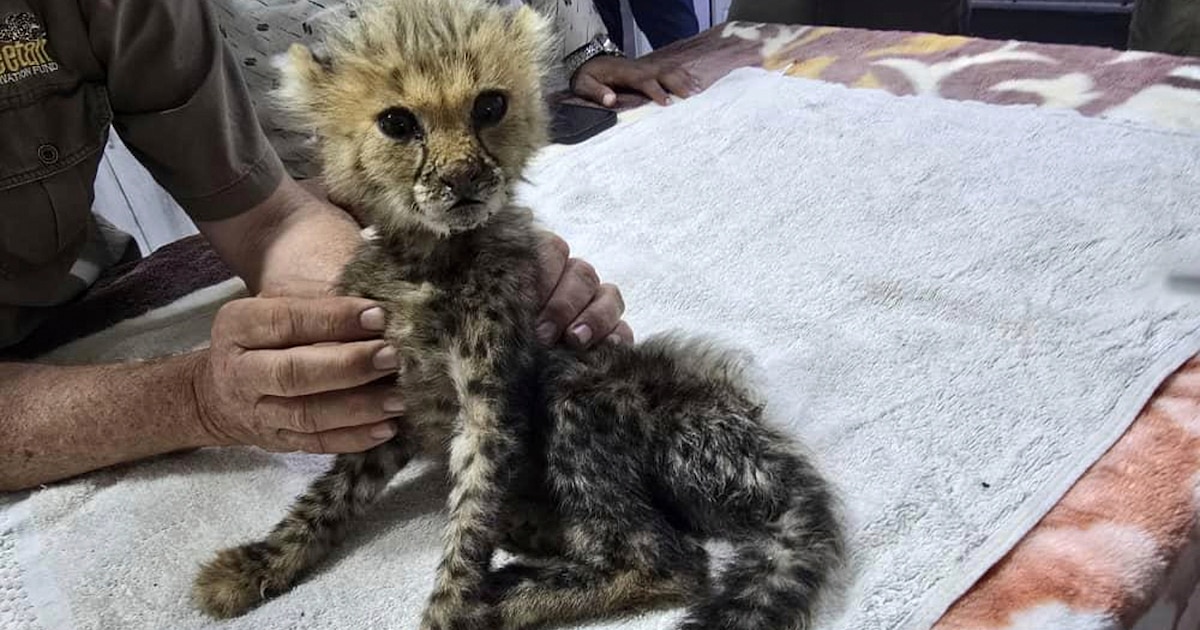 Rescatan en Somalilandia a 10 cachorros de guepardo víctimas del comercio ilegal: están en estado crítico pero estables