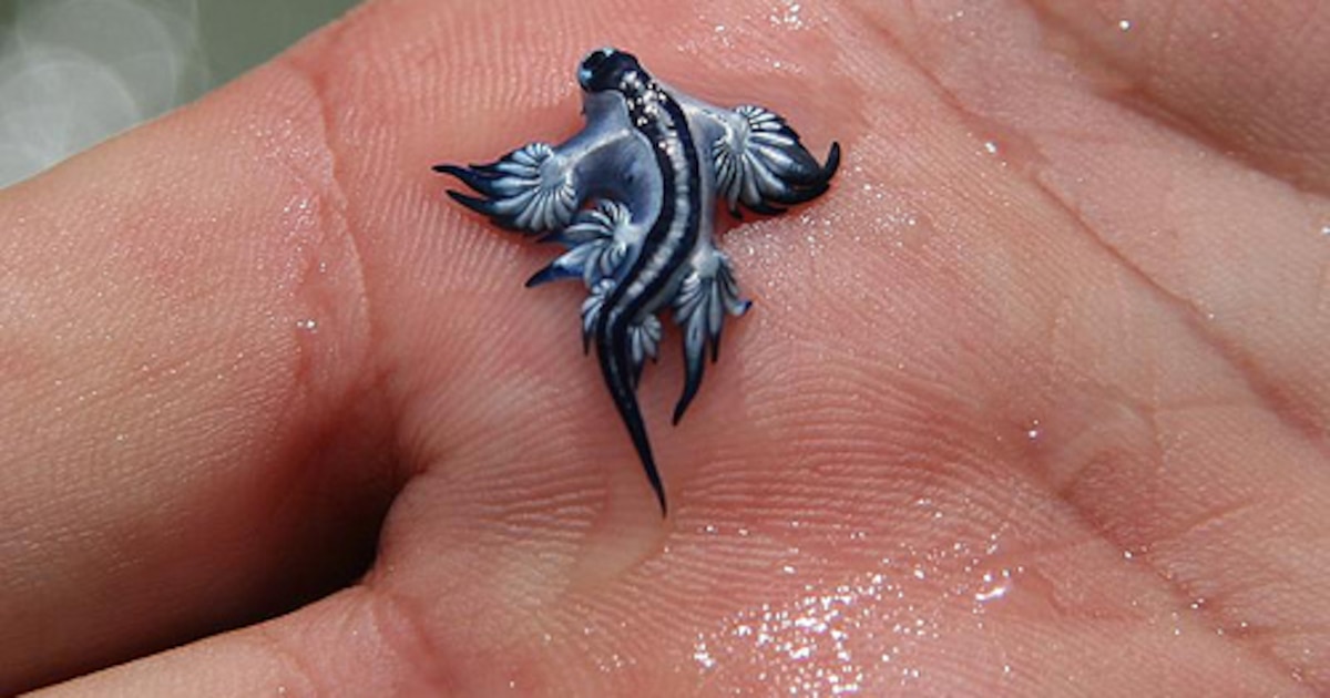 Avistamientos de dragones azules en playas españolas: peligro, cierre de tramos y recomendaciones para bañistas