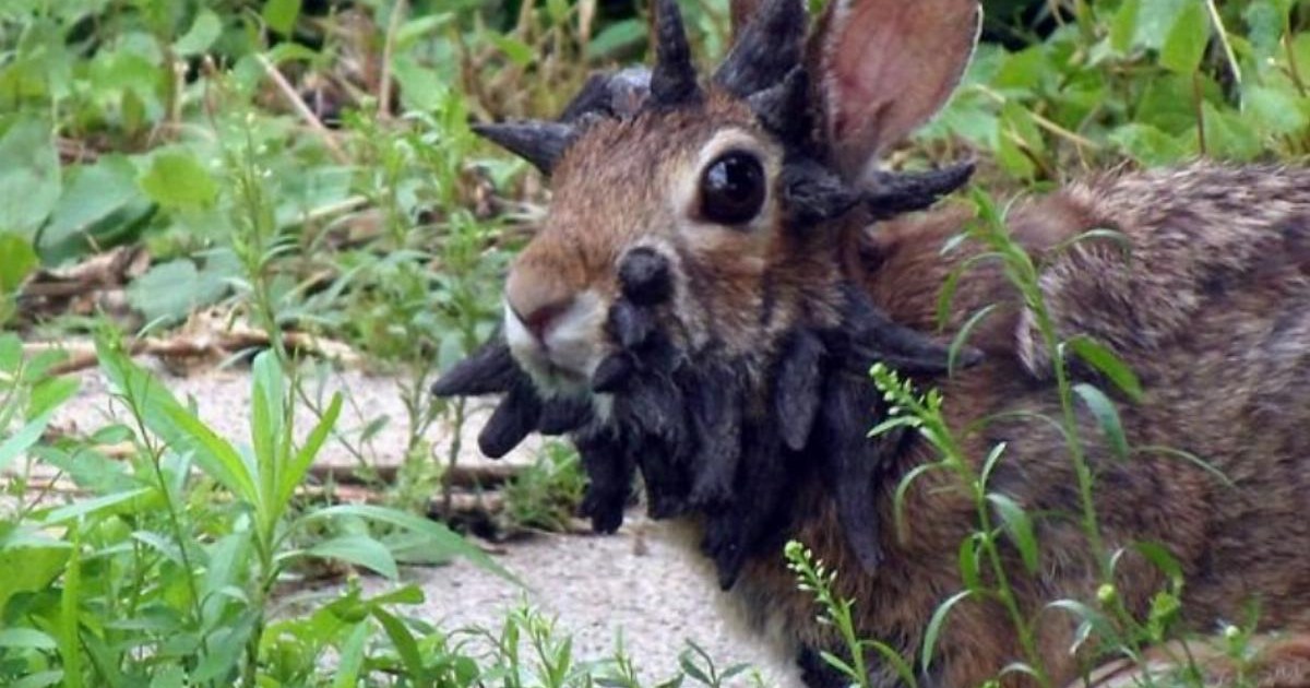 ¡Impactante avistamiento en EE.UU.: conejos mutantes con tumores similares a criaturas de terror llaman la atención en Colorado!