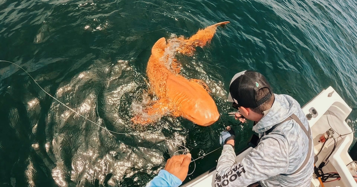 Primera vez: Descubren en el Caribe un tiburón nodriza naranja con condición genética inédita