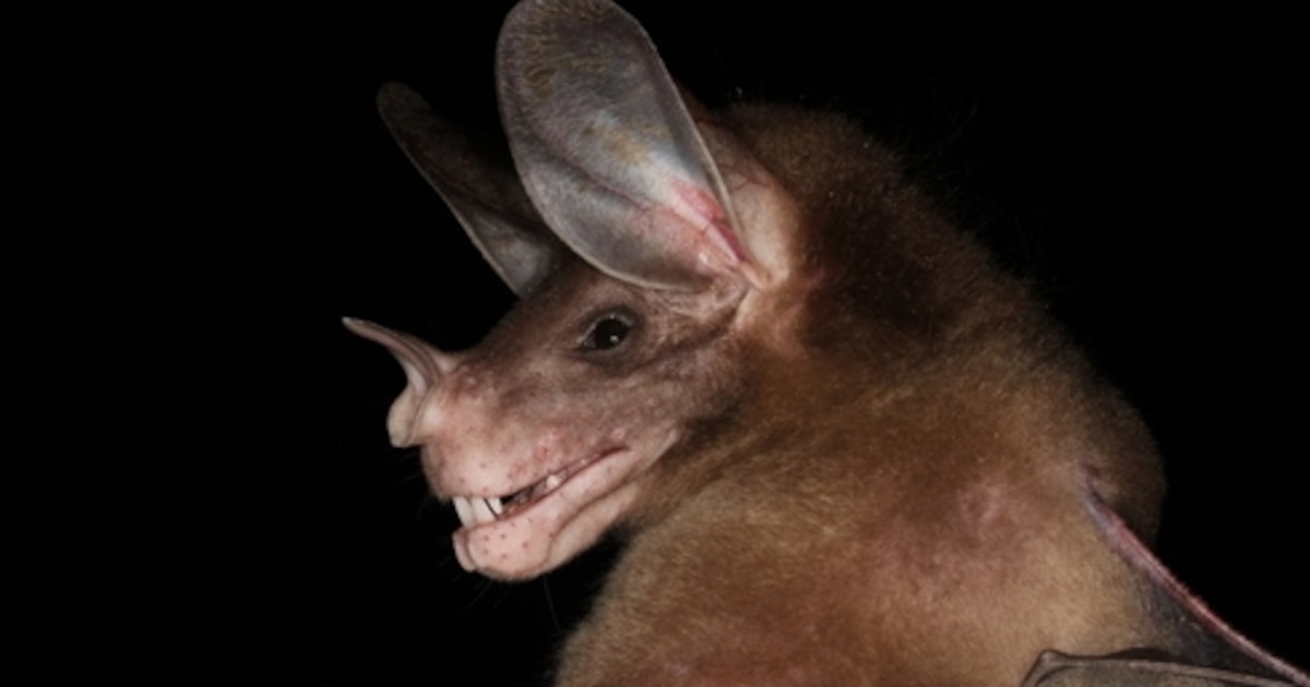 Descubren en murciélago vampiro conducta de cooperación biparental que desafía su imagen solitaria