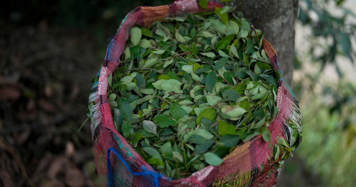 Narcotráfico en Cusco: La provincia de La Convención lidera la producción de hoja de coca en la región y aumenta su influencia en el sur del Perú