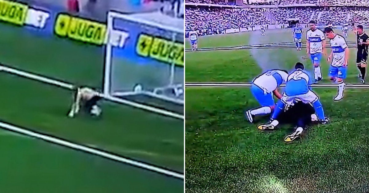 ¡Susto en el fútbol chileno! Patricio Toledo colapsa por infarto en despedida histórica ante 20.000 espectadores
